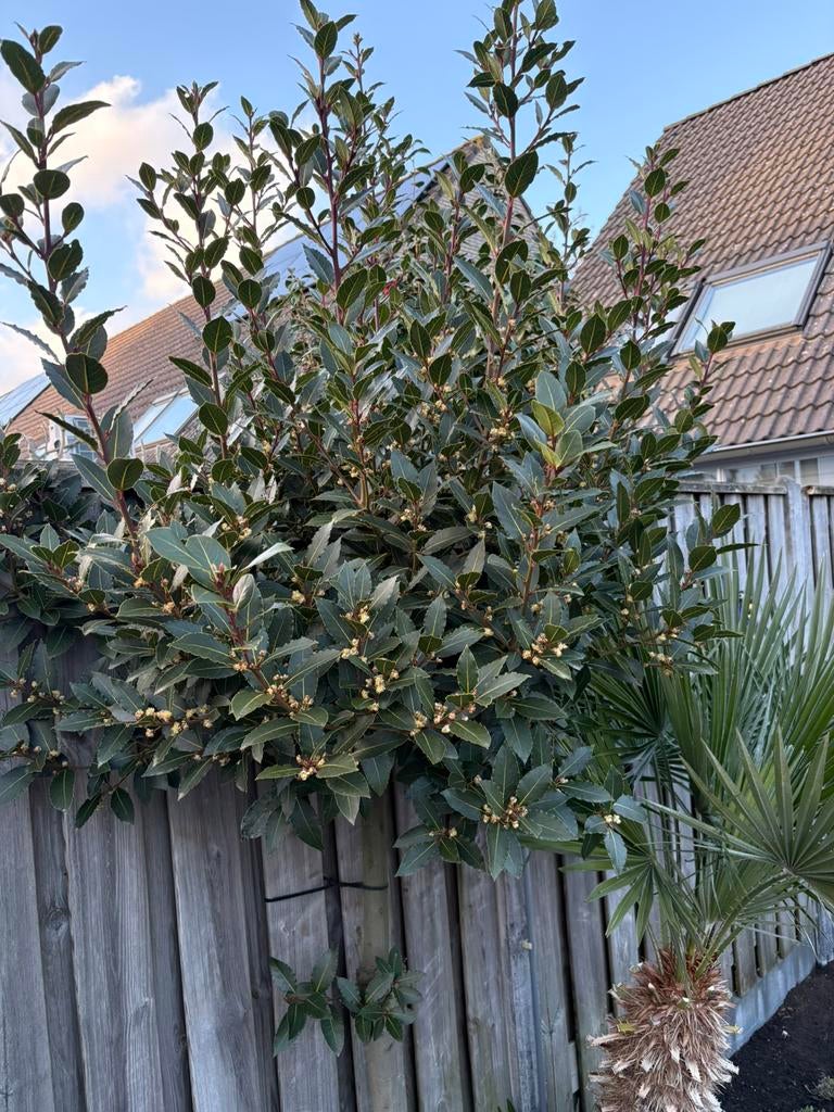 Laurierboom op stam 2m – vol & gezond – buitenkans ❗️, Volle zon, Lente, 100 tot 250 cm, Overige soorten