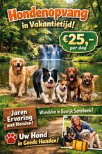 Arnhem honden opvang, Ophalen of Verzenden