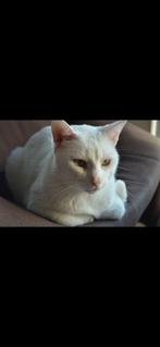 Jesse Cat for adoption - Utrecht, Poes