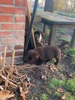 Bruine labrador pups, Dieren en Toebehoren, Parvo, Reu, 8 tot 15 weken, Labrador retriever