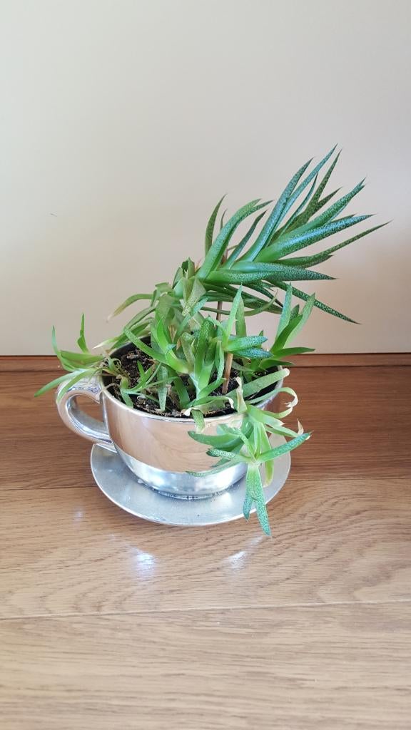 Vetplant & stekken, Ophalen, Vetplant, Volle zon, Minder dan 100 cm