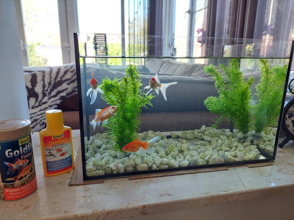 Vissenkom + 4 vissen, Ophalen, Zo goed als nieuw, Vissenkom