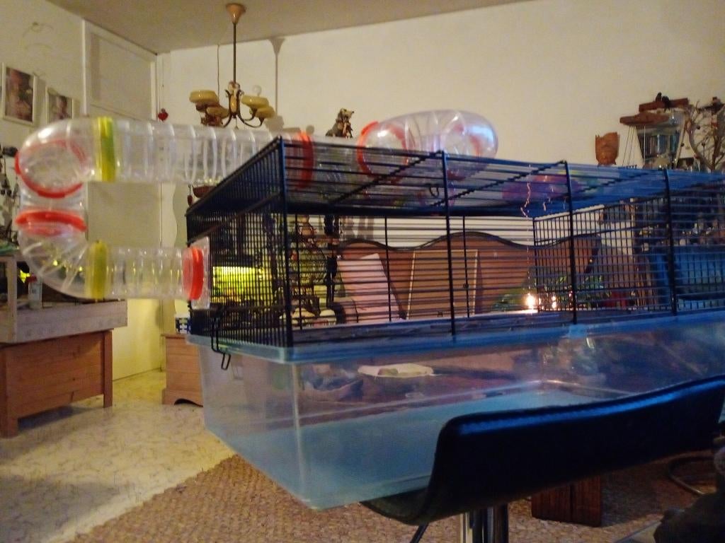 hamsterkooi, Minder dan 60 cm, Kooi, Gebruikt, Minder dan 75 cm