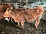 Red Angus vaarskalf, Dieren en Toebehoren, Runderen, Vrouwelijk