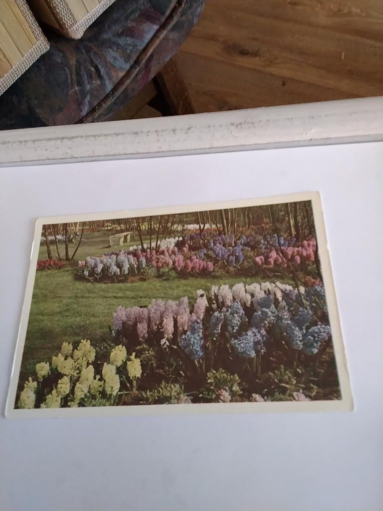 KEUKENHOF LISSE, Ophalen of Verzenden