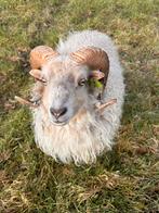 Oussant Rammetje (2jaar oud), Dieren en Toebehoren, Schapen, Geiten en Varkens, Mannelijk, Schaap