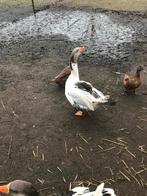 gans, Mannelijk, Gans of Zwaan