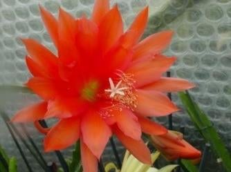epiphyllum cactus gold lachs gewortelde stekken, Minder dan 100 cm, Bloeiende kamerplant, Halfschaduw, Ophalen of Verzenden