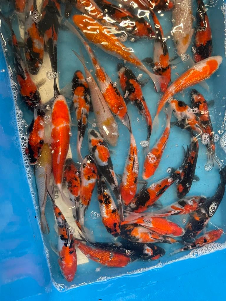 mooie japanse koi van +-15 cm, Dieren en Toebehoren, Vissen | Vijvervissen, Karper of Koi