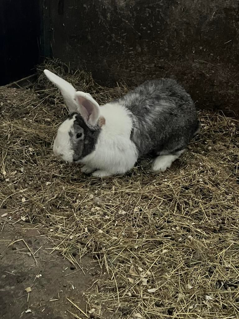 Duitse reus, Dieren en Toebehoren, Konijnen, Mannelijk, Groot, 0 tot 2 jaar