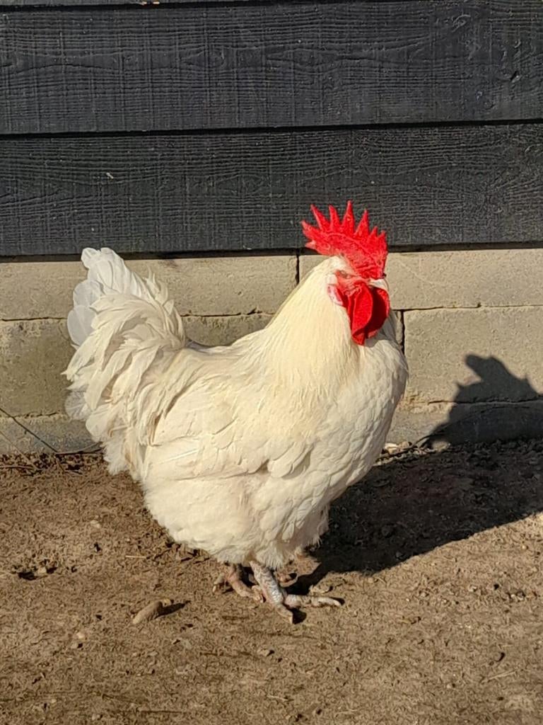 Haan / kippen, Mannelijk, Kip