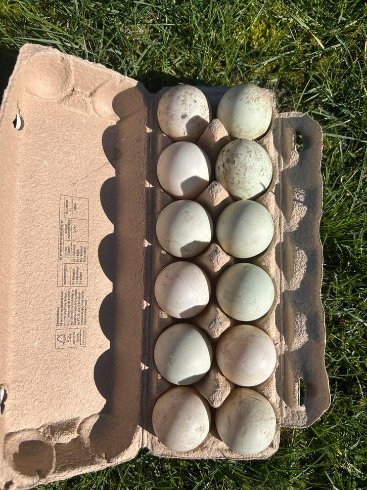 Loopeend broedeieren, Dieren en Toebehoren, Pluimvee | Toebehoren, Zo goed als nieuw, Overige typen, Ophalen of Verzenden