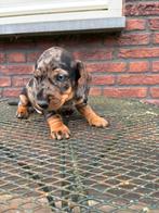 teckel pups wegens annulering ook weer merle beschikbaar, Parvo, Standaard, 8 tot 15 weken, Meerdere