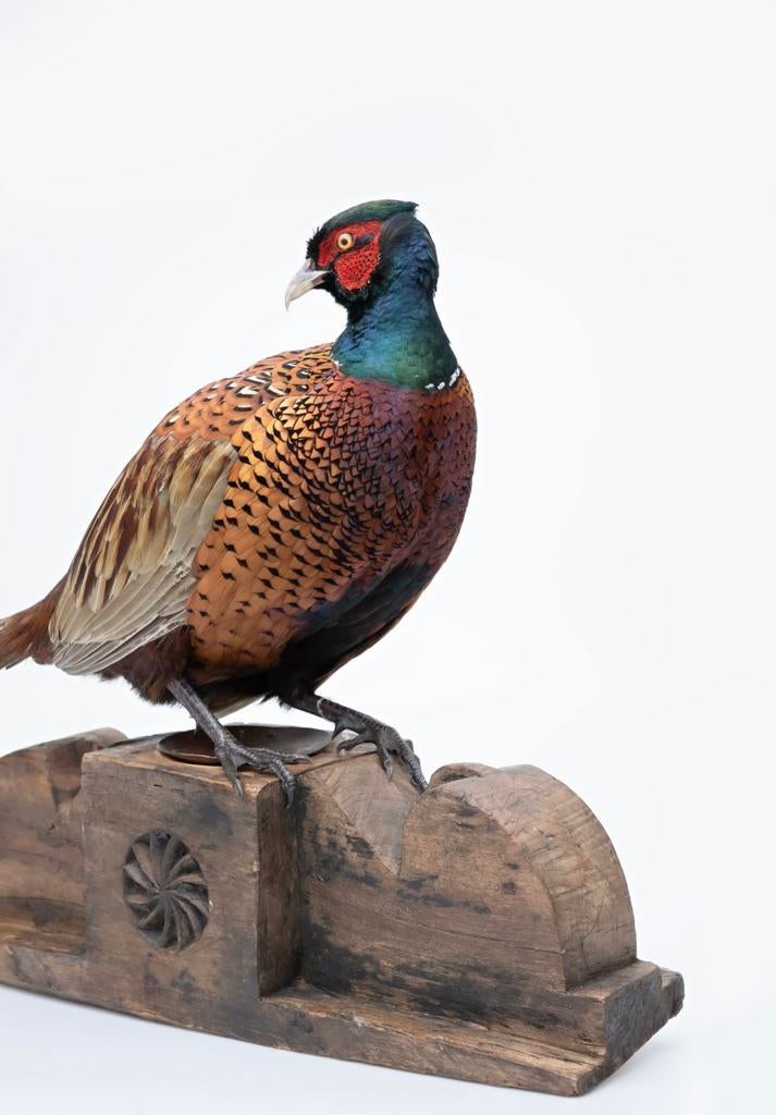 Opgezette fazant, Ophalen, Vogel, Opgezet dier
