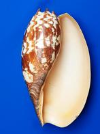 schelpen, Melo amphora, Ophalen of Verzenden, Schelp(en)