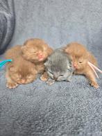 Mooie zeldzame cinnamon kittens met stamboom brits korthaar, Meerdere dieren, Met stamboom
