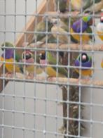 Gouldamadines, Meerdere dieren