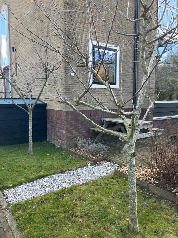 gratis 2 appelbomen, Tuin en Terras, Planten | Bomen, Overige soorten, 250 tot 400 cm, Halfschaduw, Lente, Ophalen