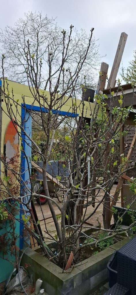 Grote vruchtdragende vijgenboom, Ophalen, 100 tot 250 cm, Vijgenboom, Lente