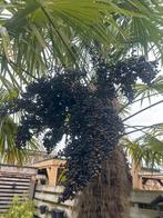 Palmboom zaden - exotische tuin, Tuin en Terras, Ophalen, Gehele jaar, Volle zon, Zaad