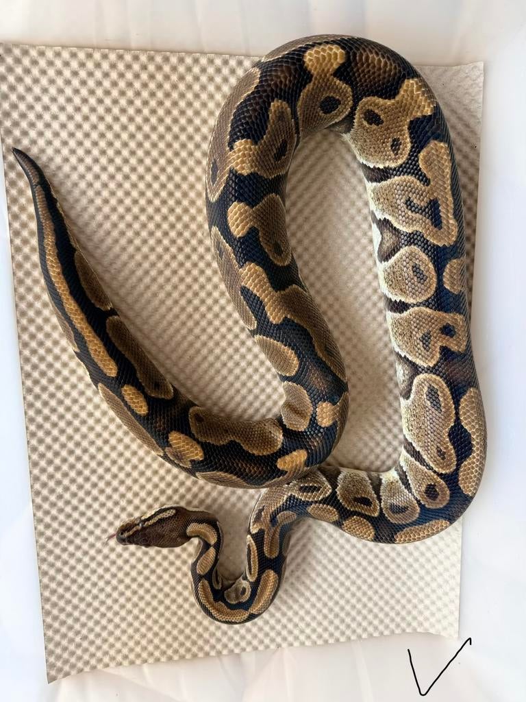 Python regius - FNR vanilla, Dieren en Toebehoren, Slang, 3 tot 6 jaar