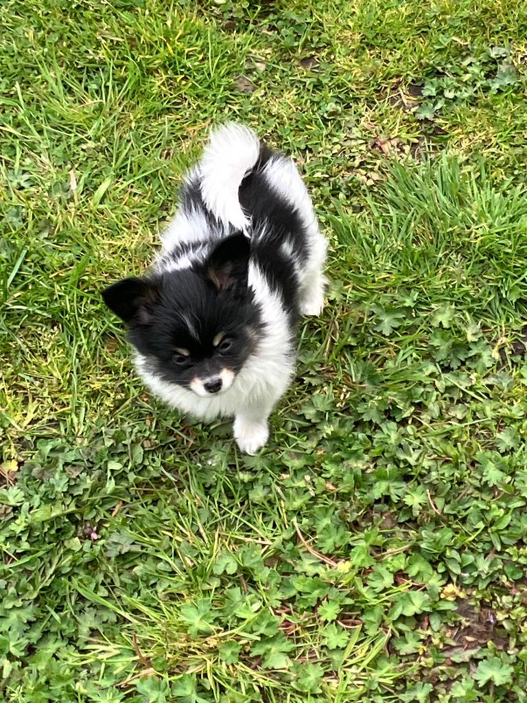 Leuke Pomeriaan pup UBN aanwezig, Parvo, Overige rassen, 8 tot 15 weken, Meerdere dieren