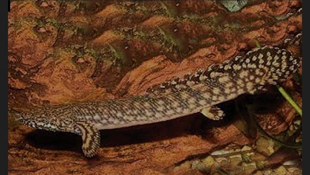 Polypterus ornatipinnis, Dieren en Toebehoren, Vissen | Aquariumvissen, Vis
