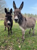 mogelijk dragende ezel merrie / wandelezel, Dieren en Toebehoren, Juli, Vrouwelijk