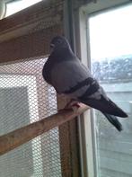 Verschillende soorten duiven, Meerdere dieren, Overige soorten