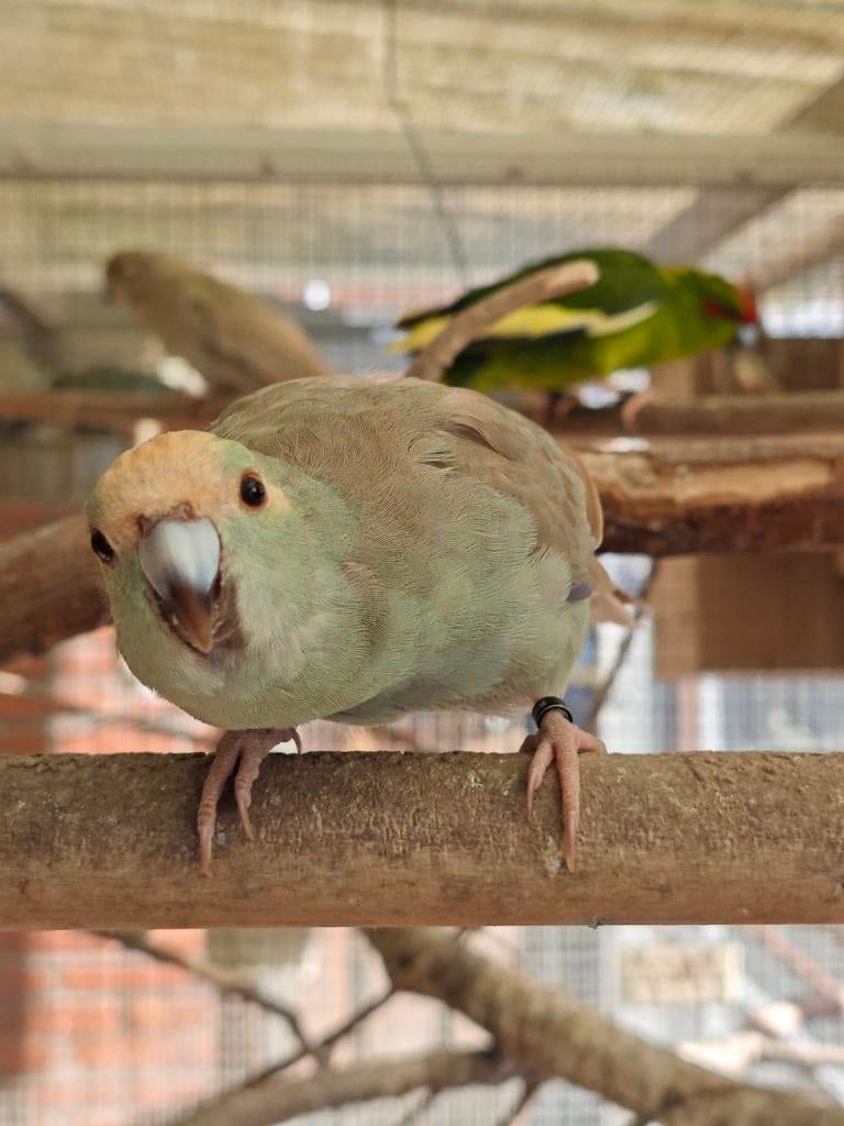 Kakarikies, 2025, Dieren en Toebehoren, Meerdere dieren, Parkiet, Geringd