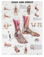 Voet En Enkel Menselijke Anatomie Poster / School Medisch, Verzenden, Nieuw, Deurposter of groter, Overige onderwerpen