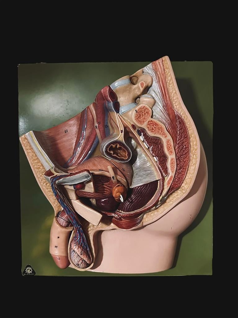 Anatomisch model sonso mens medisch anatomy arts, Antiek en Kunst, Verzenden