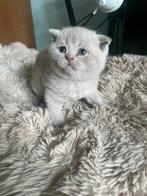 Britse kittens, Meerdere dieren, Gechipt, 0 tot 2 jaar