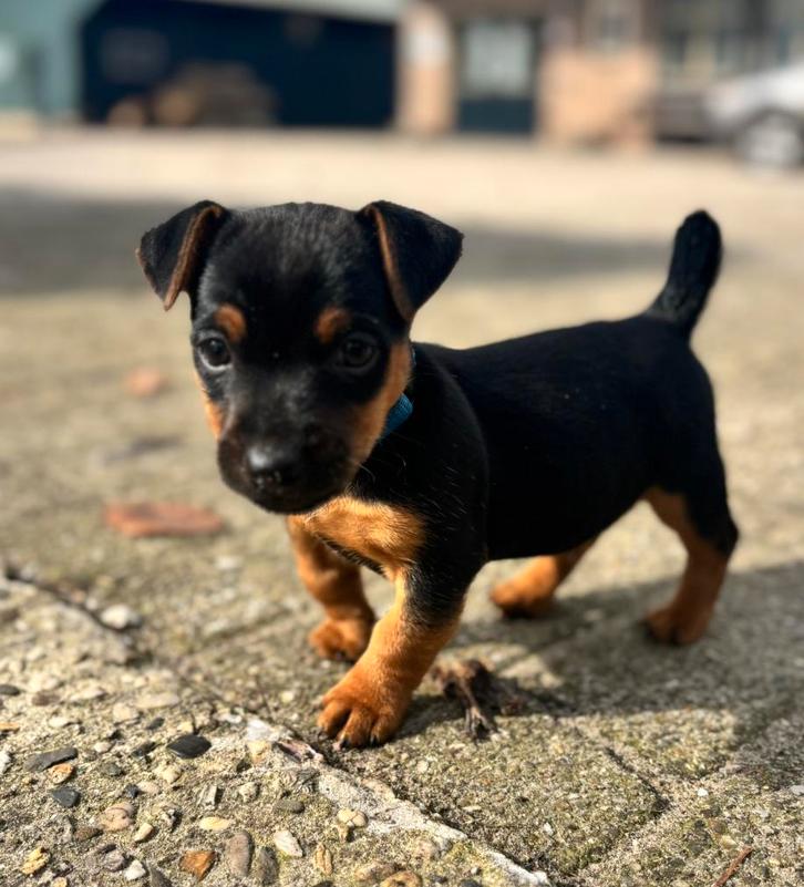 Jack Russel black en tan pups (nog 1 reu beschikbaar), Dieren en Toebehoren, Honden | Jack Russells en Terriërs, Meerdere dieren