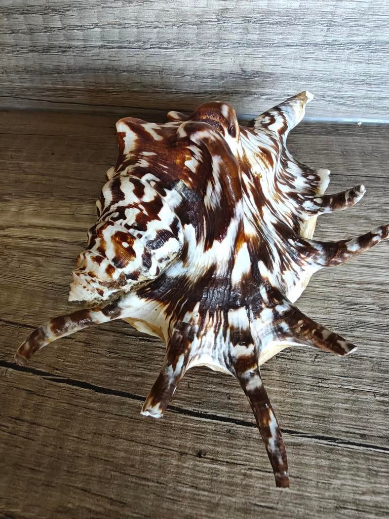 Schorpioenschelp / Sprinkrakschelp / Lambis Conch 15 cm, Verzamelen, Mineralen en Fossielen, Ophalen of Verzenden, Schelp(en)