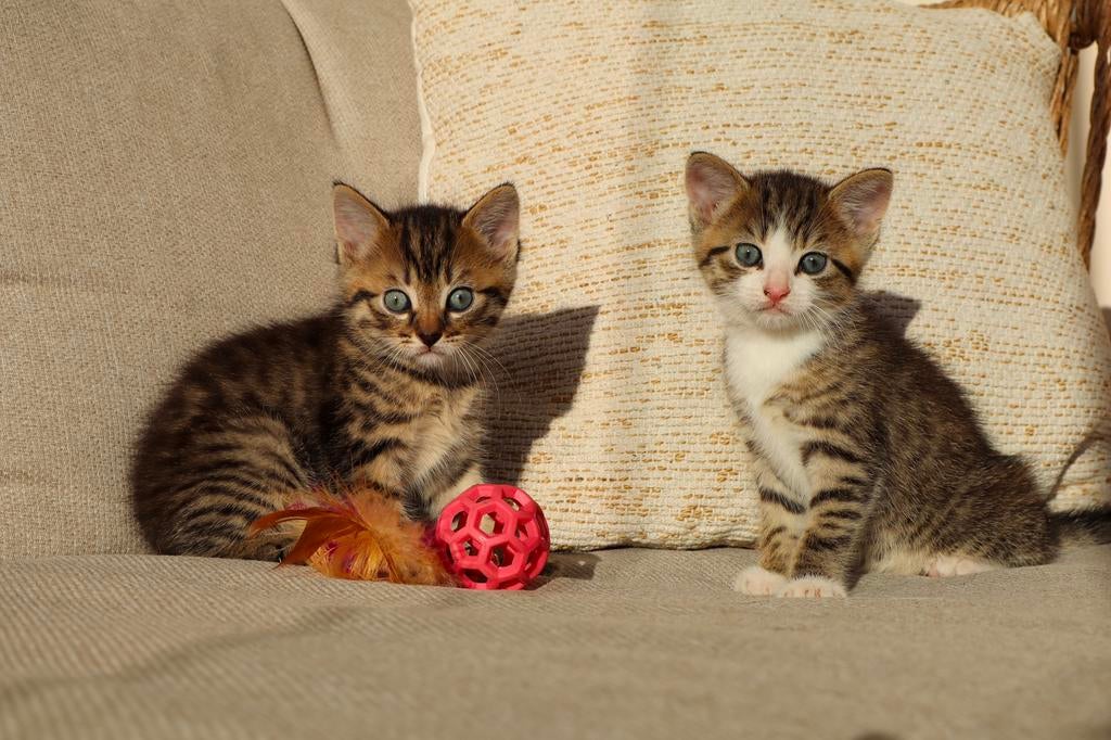 2 LIEVE KITTENS, Dieren en Toebehoren, Katten en Kittens | Raskatten | Langhaar, Kater, Ontwormd, 0 tot 2 jaar