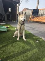 Husky x akita, 15 weken tot 1 jaar, Parvo, Eén hond, Nederland