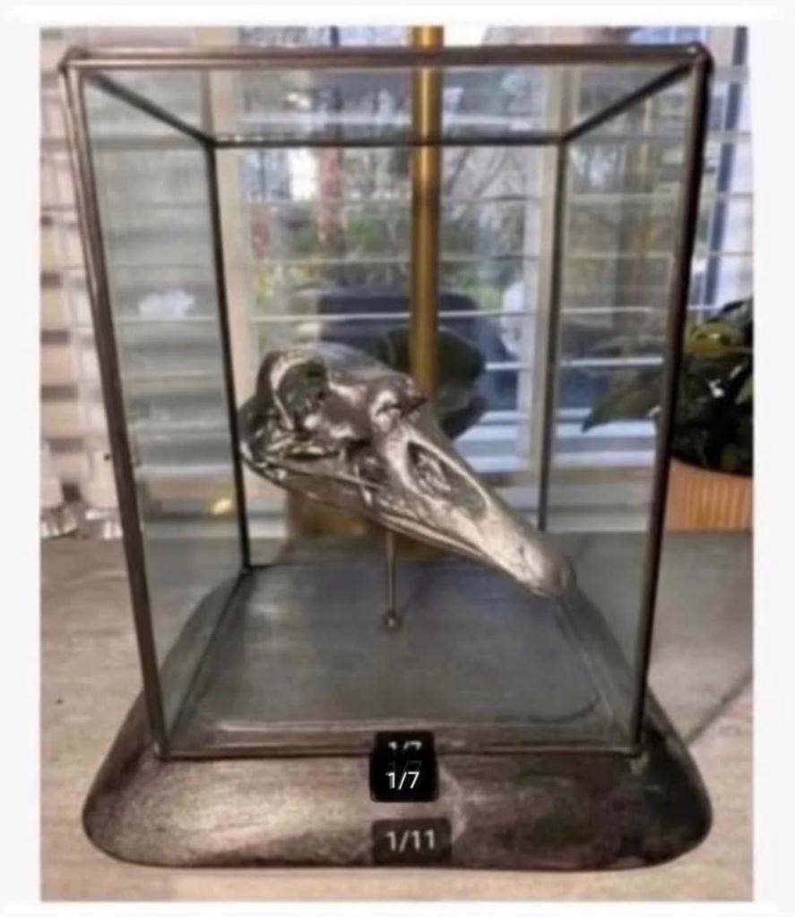 Vitrine met echte opgezette vogel schedel, op houten voet, Ophalen of Verzenden, Zo goed als nieuw, Vogel, Schedel