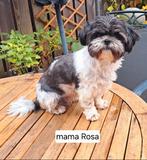 Shih Tzu puppies in aantocht, Dieren en Toebehoren, Honden | Chihuahua's en Gezelschapshonden, Overige rassen, 8 tot 15 weken