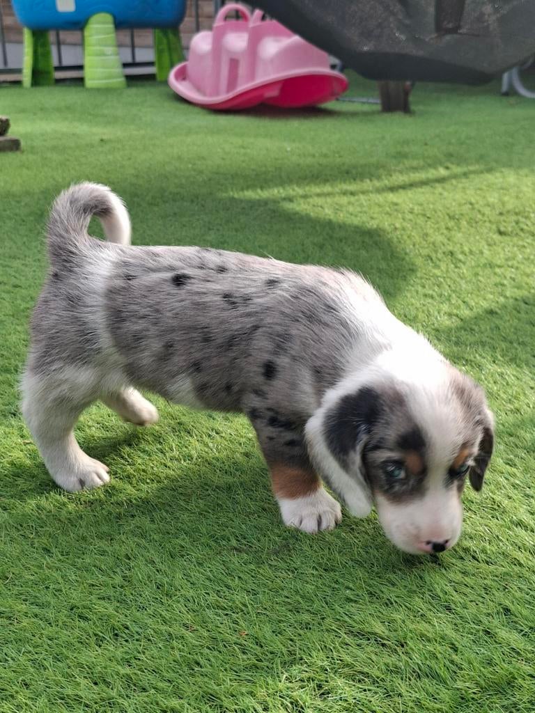Uniek! Mooie Beagle / Basset x Welsh Corgi puppy's puppies, Dieren en Toebehoren, Honden | Beagles, Bassets en Lopende honden