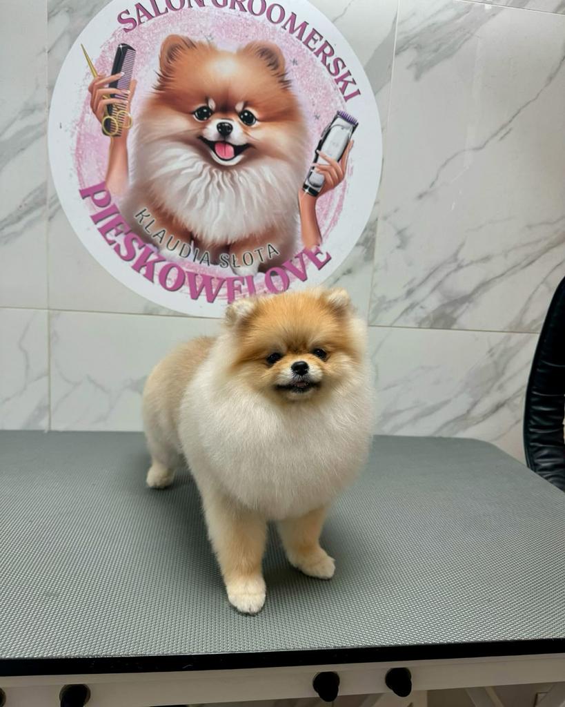 Pomeranian pups op komst – reserveren mogelijk 🐶🐾💕, Dieren en Toebehoren, Honden | Poolhonden, Keeshonden en Oertypen, Keeshond