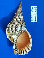 schelpen,  Charonia tritonis, Ophalen of Verzenden, Schelp(en)