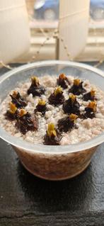 Alocasia poly knolletjes, Ophalen of Verzenden, Rechthoekig, Riet