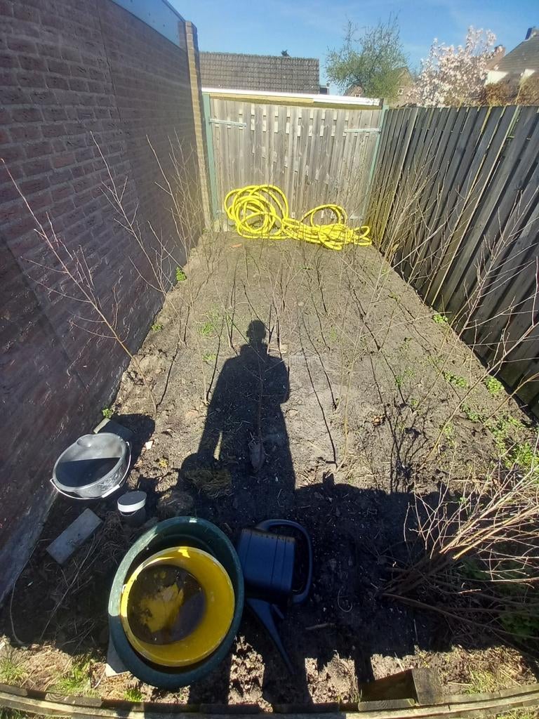 Ruwe berk 1 stam en 2 stam, Volle zon, Lente, 100 tot 250 cm, Overige soorten
