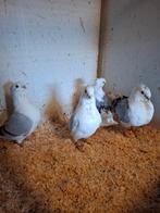 Meeuwen, Meerdere dieren, Overige soorten