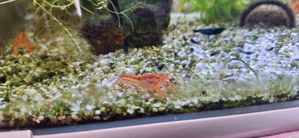 cpo kreeft, Tuin en Terras, Ophalen of Verzenden