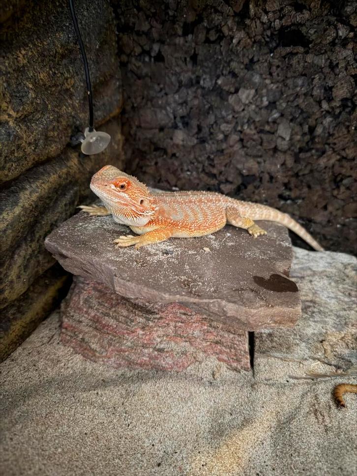 Baardagaam 1 jaar Bearded Dragon - unknown for sale from Rob