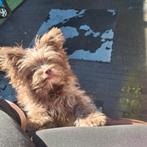 Mini pomapoo  toy poedel pomeriaan, Parvo, Overige rassen, 8 tot 15 weken, Teef