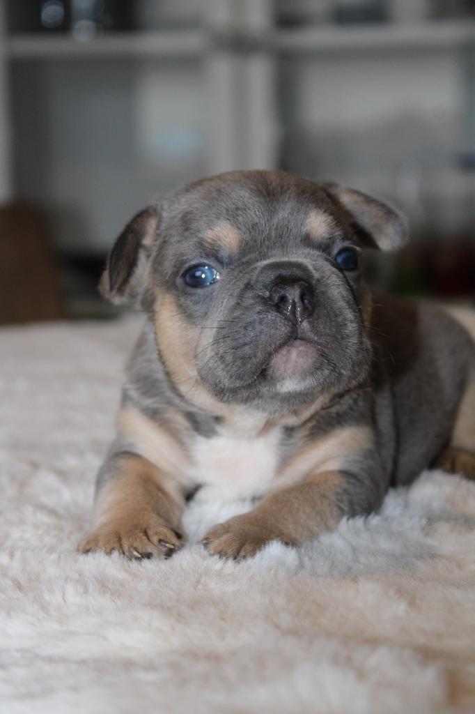Franse Bulldog pups langere open neus België, België, 8 tot 15 weken, Parvo, Bulldog