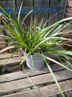 Bosje Liriope., Ophalen, Groenteplanten, Volle zon